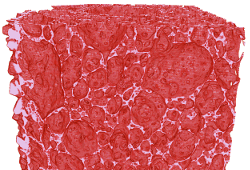  Comparison: Sponge fingers slice through binary images